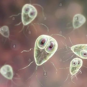 1:隐孢子虫;2:溶组织内阿米巴;3:贾第鞭毛虫2|基础有胃肠道疾病旅行前