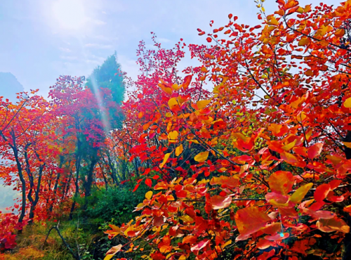 河南新安縣荊紫仙山滿山紅葉,正式進入高峰觀賞期,免門票進_媒體_澎湃