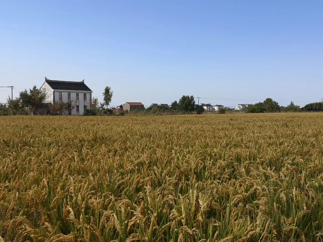 盐碱地施上政策肥大豫镇万余亩水稻迎丰收