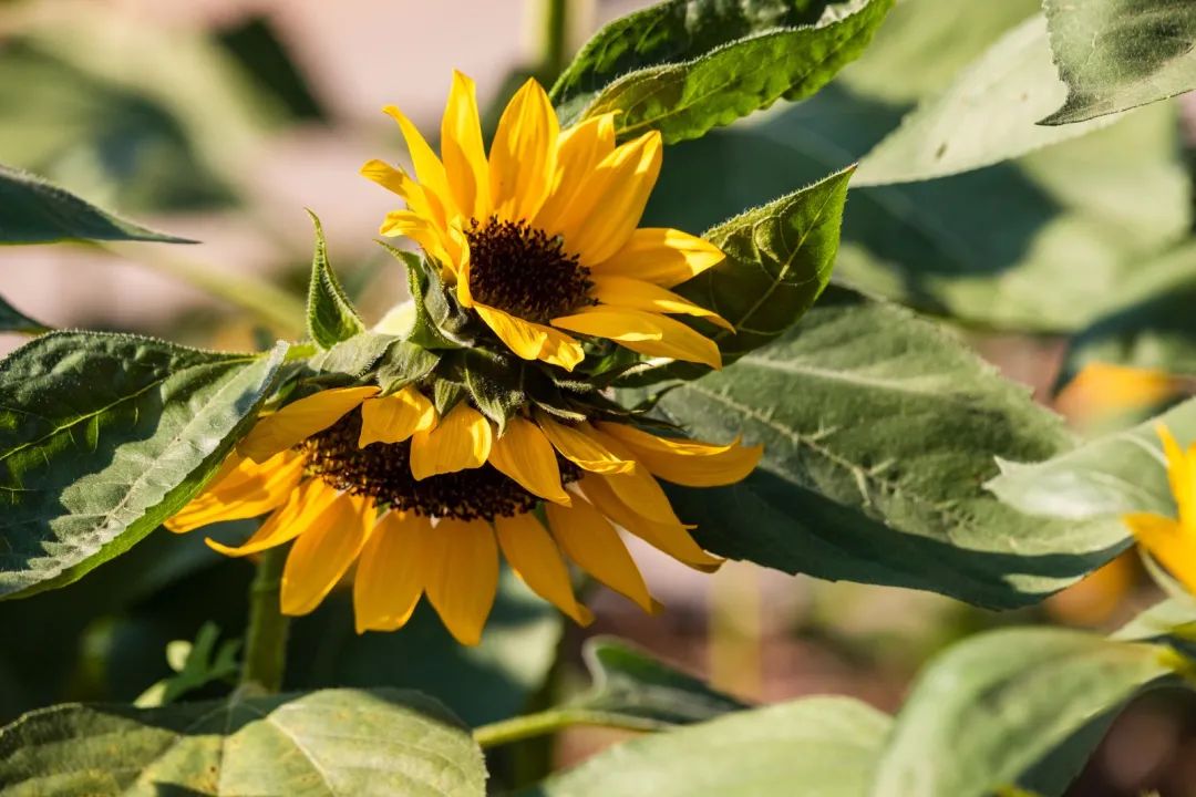 情侣园惊现多株并蒂葵花!