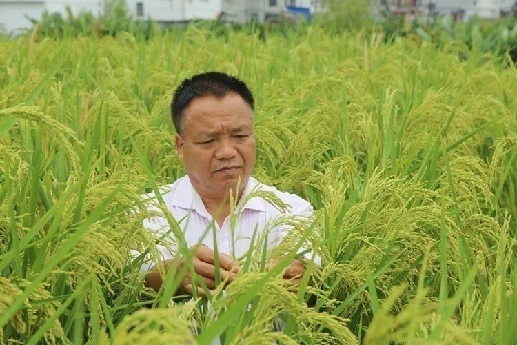 赞象州晚稻巨型稻长势喜人