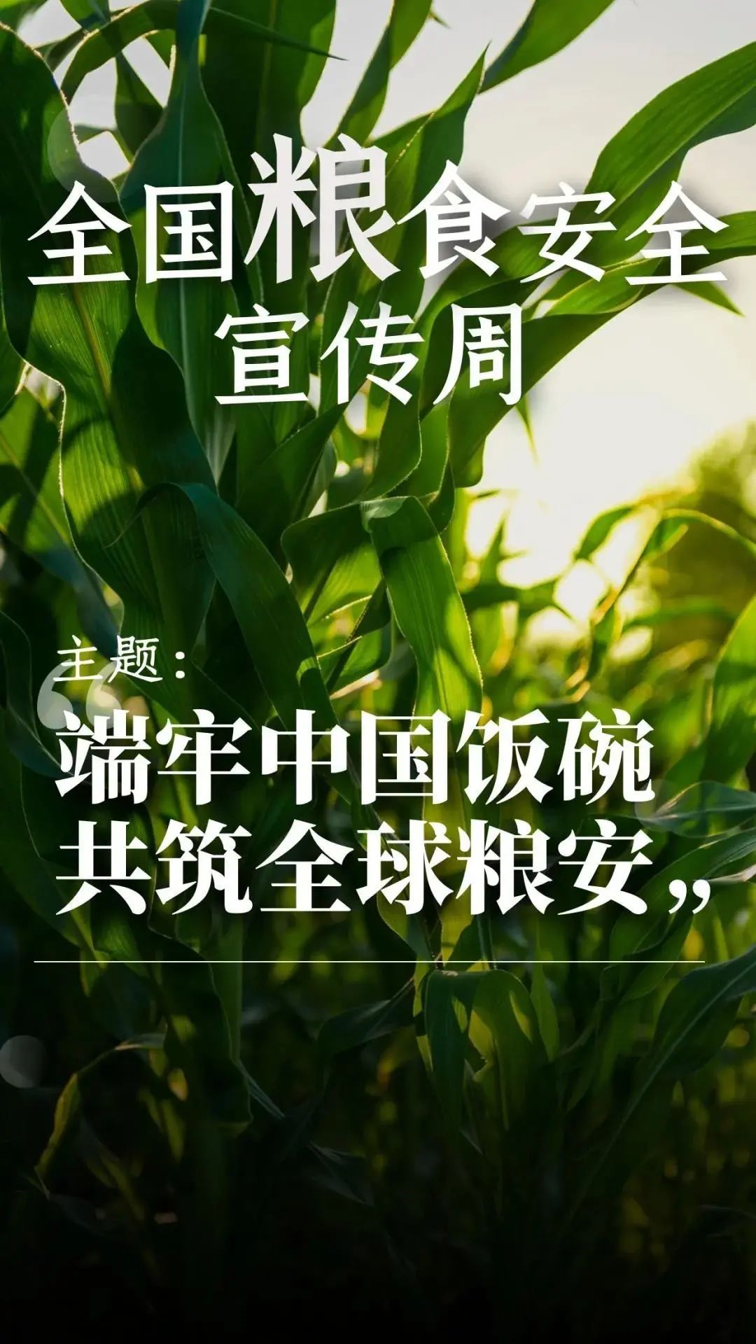 "端牢中国饭碗,共筑全球粮安"让我们一起所在的周是"全国粮食安全宣传