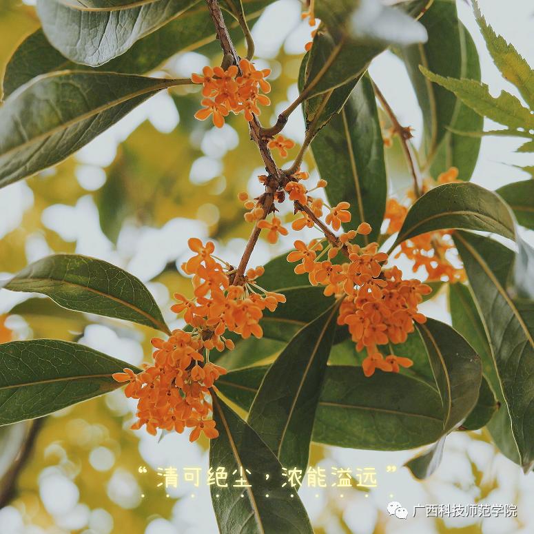 秋意浓，又到桂花飘香时_澎湃号·政务_澎湃新闻-The Paper