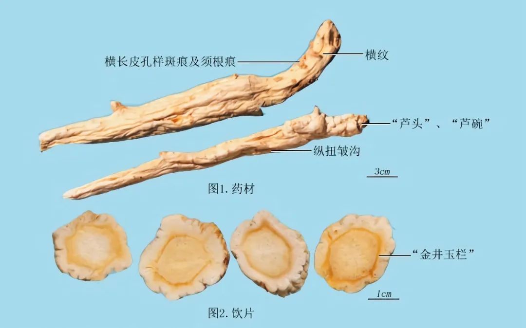 怀牛膝根横切面简图图片