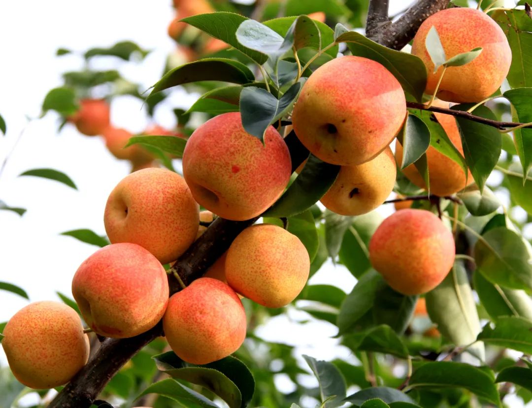 奥利给!泸西扶贫产品走上"云端"闯天下