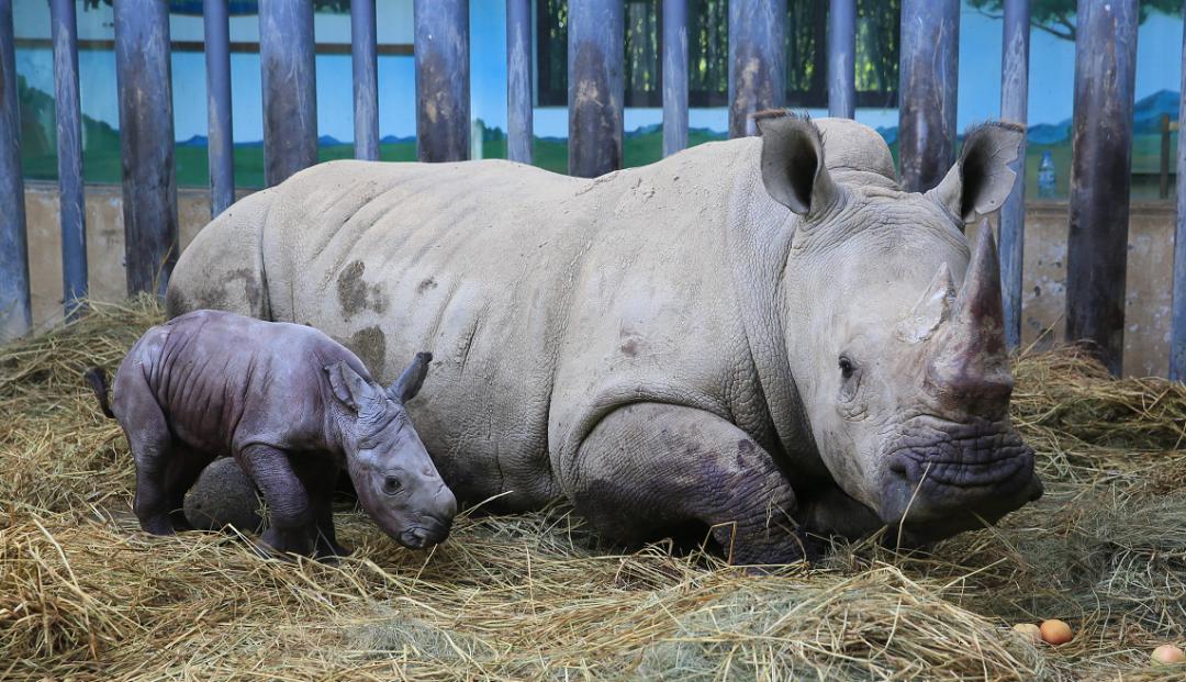 17日,济南野生动物世界通过自主科研技术成功繁育南非双角白犀牛一只.
