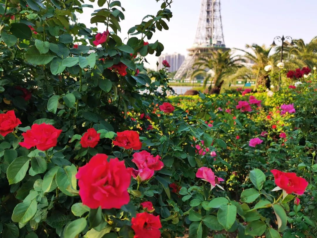 爱了爱了禅城大片玫瑰花海盛放