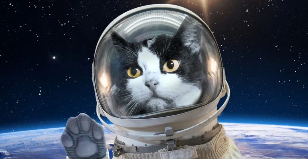 猫咪宇宙表情包图片