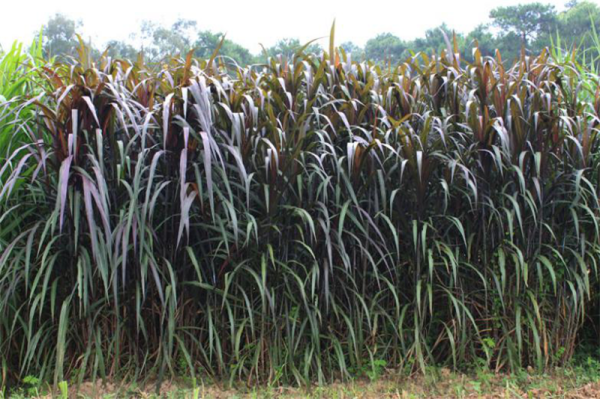 兰州大学研究团队从全基因组水平揭示象草花青素积累和快速生长分子