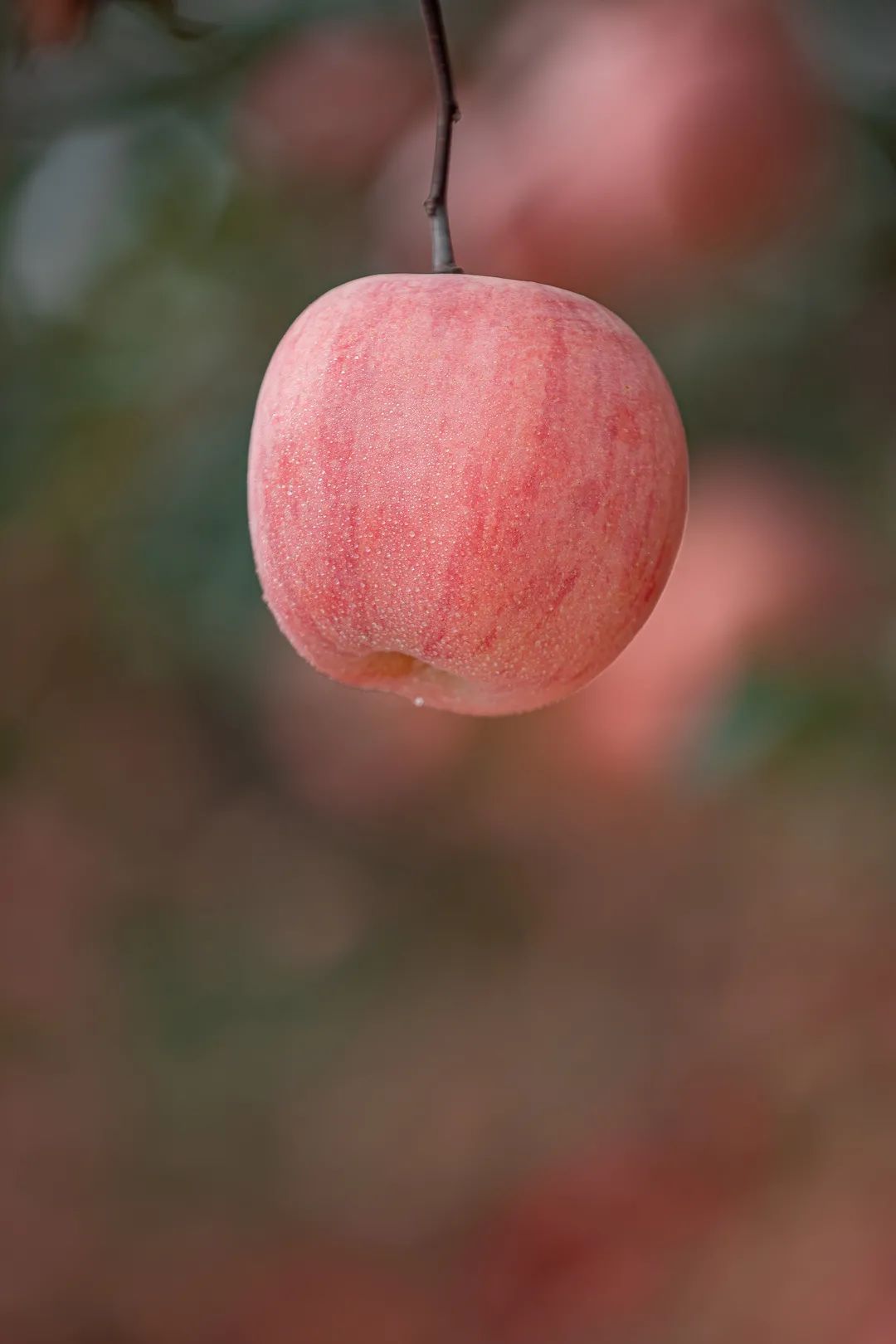 最美苹果图片水果图片