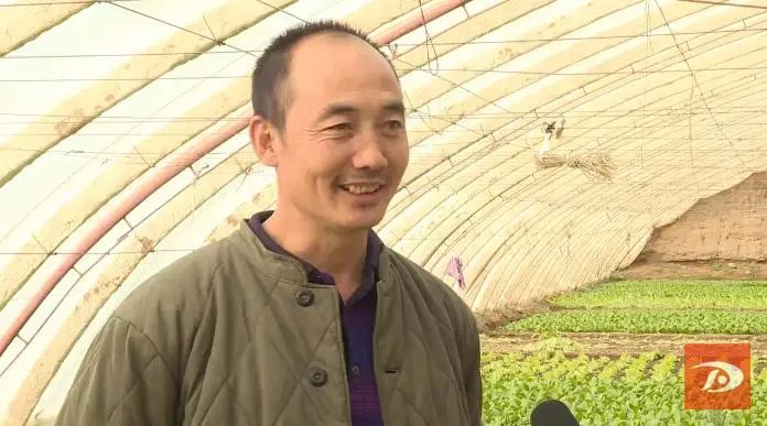 陈孝勇说:"我在这里种了三个温室,主要种植上海青,油麦菜,生菜,苦菊等