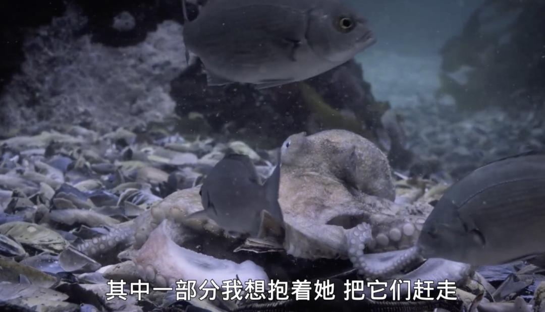 最终,与她穷斗一生的鲨鱼,叼走了她最后的躯壳.