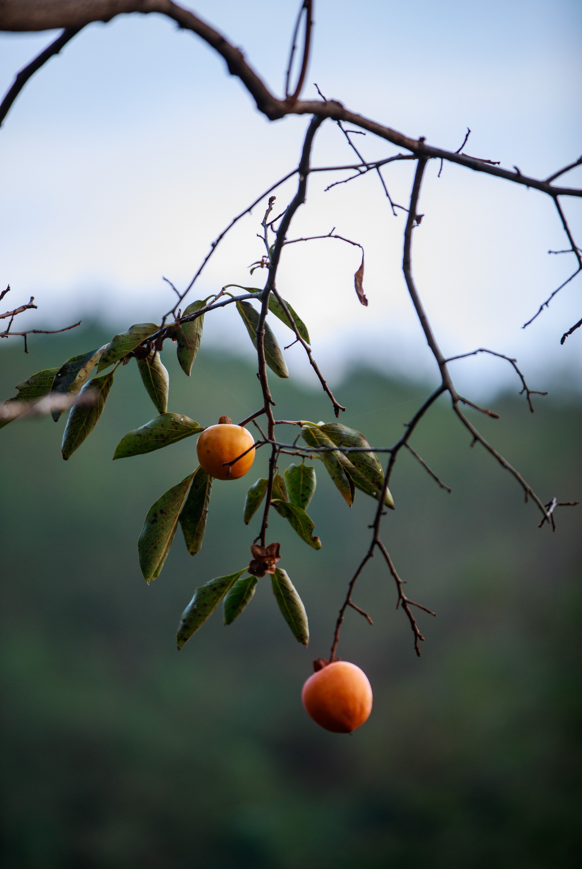 日照静秋秋意阑珊思念正浓