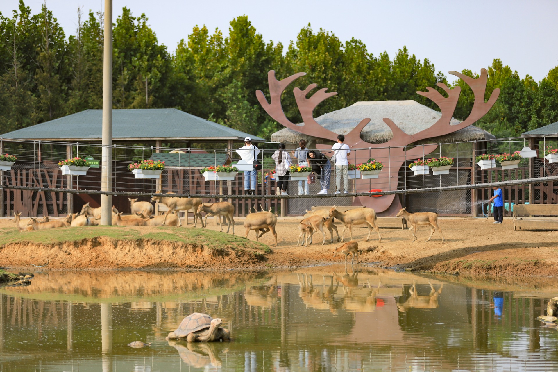 在日照國家海濱森林公園,與麋鹿來一場親密互動