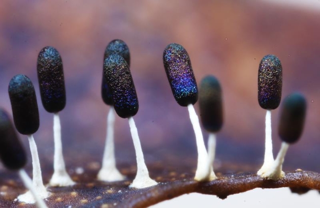 曳尾菌从细微之处发现科学之美