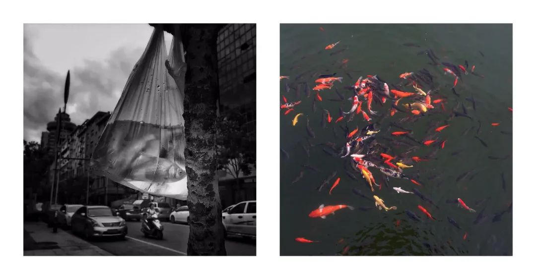 凡是摄影微影赛(159)-《并置》第二周投稿欣赏