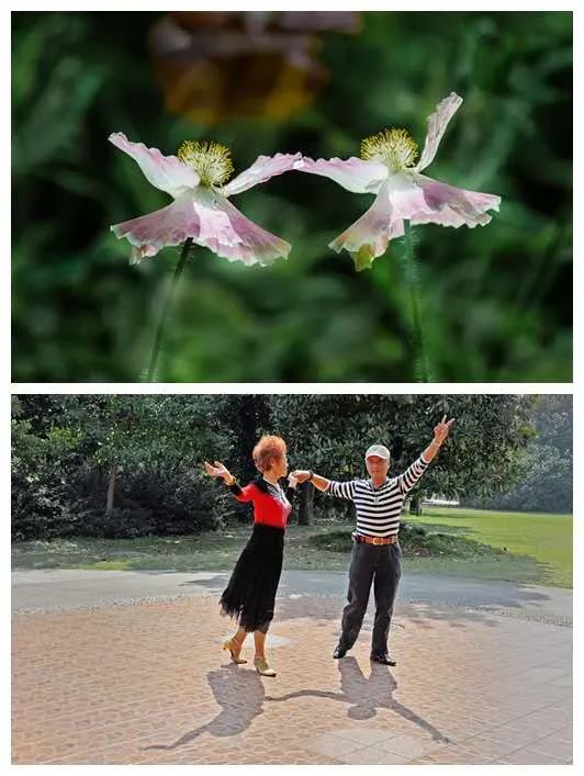 凡是摄影微影赛(159)-《并置》第二周投稿欣赏