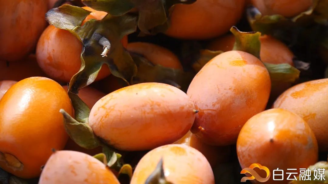 鸡心柿那么这种如圣女果大小的这种柿子我们吃得多沉甸甸地压弯了枝头