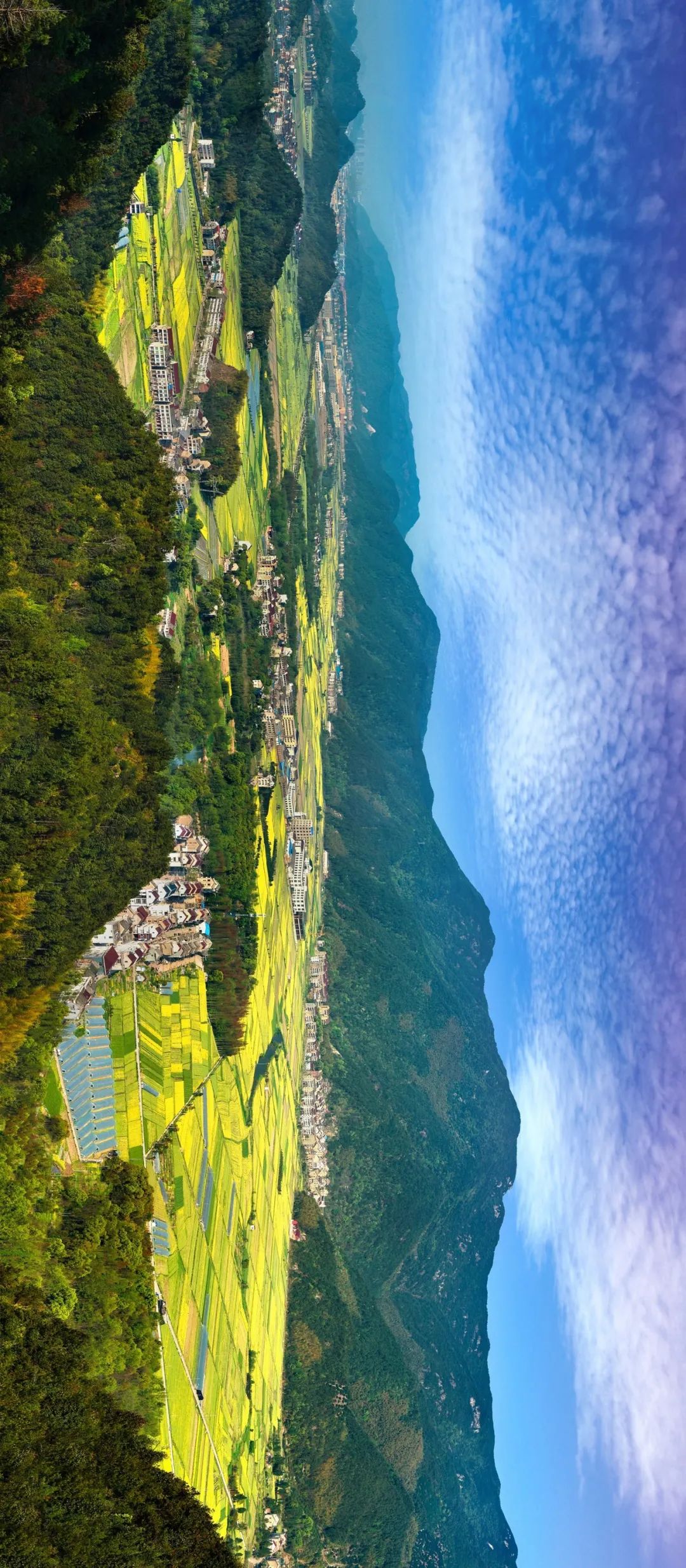 黄了黄了黄岩万亩稻田美成油画这处秋季限定风景爱了