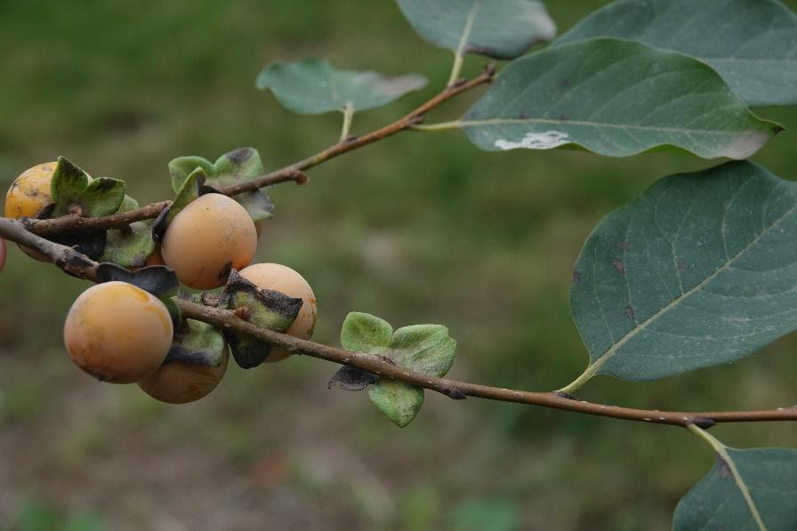 君迁子 diospyros lotus l.