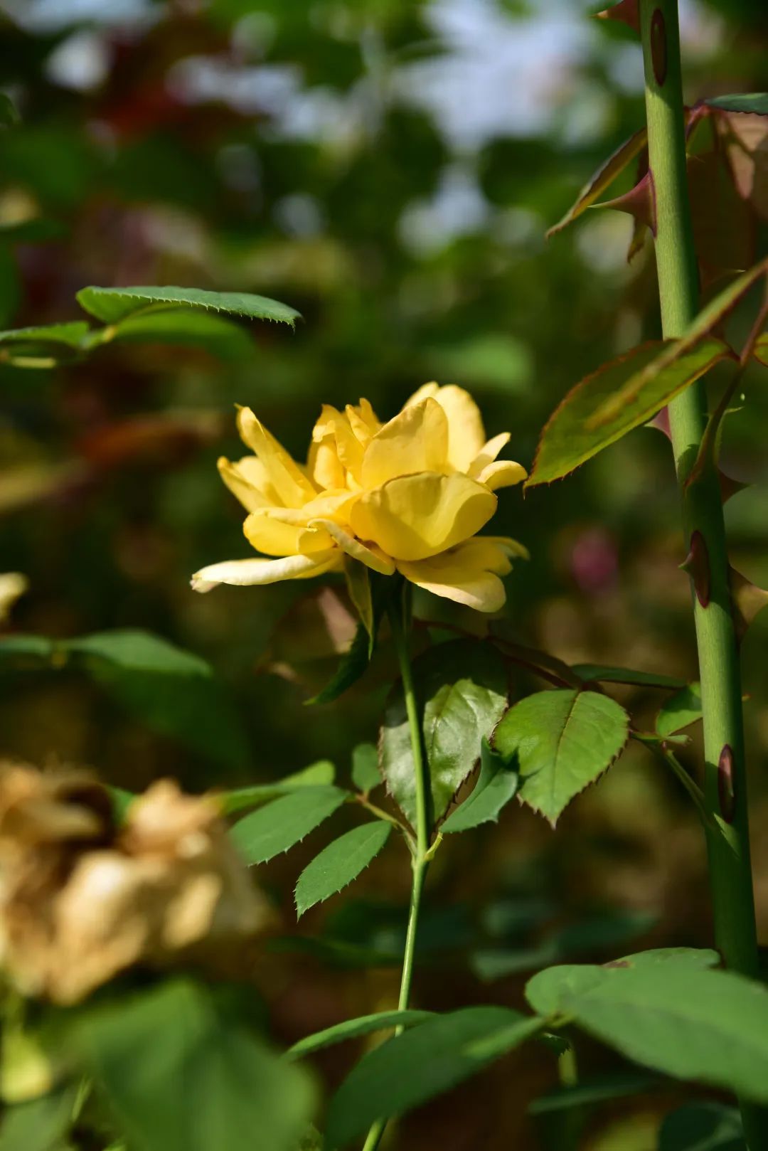 月季花 rosa chinensis jacq.