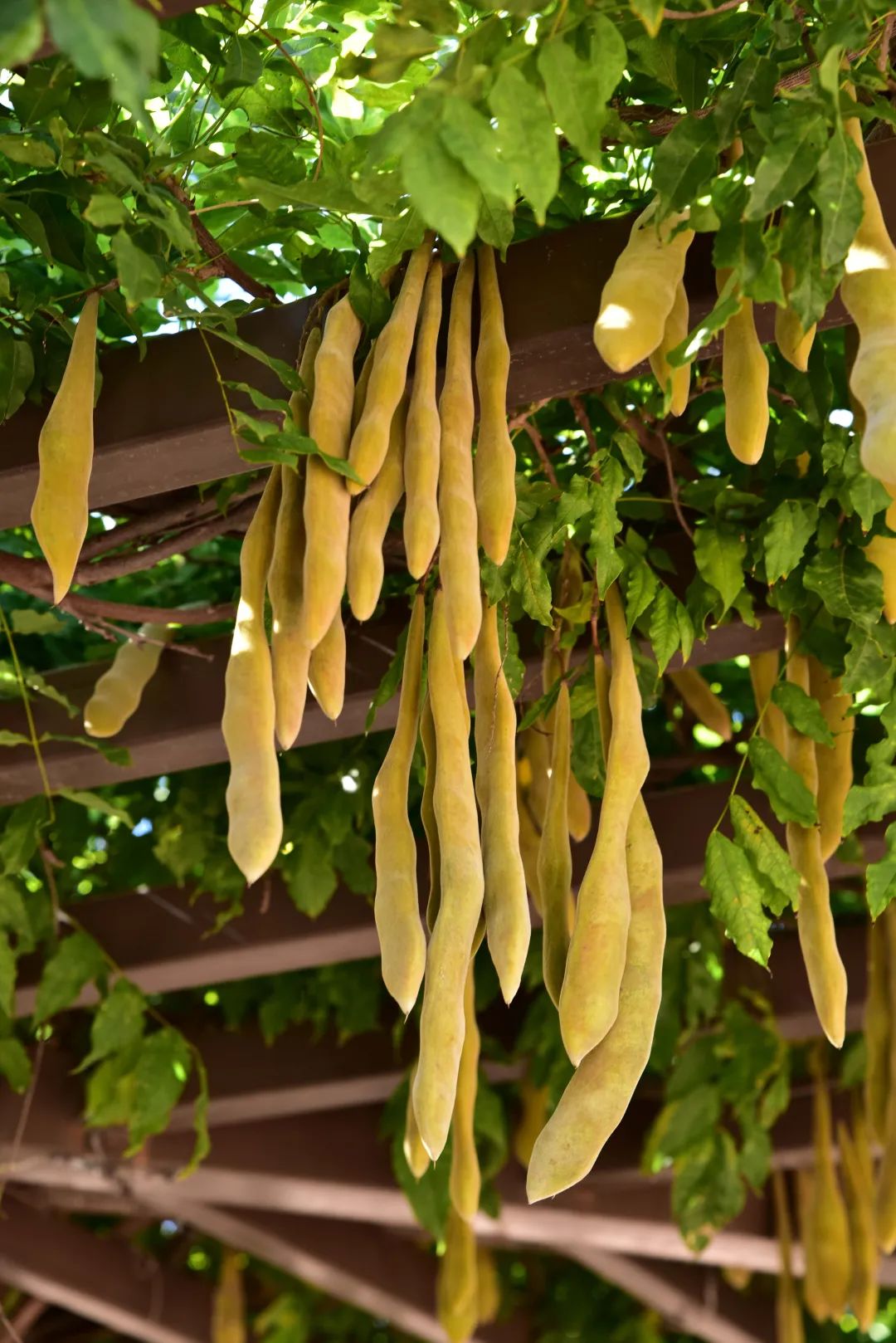 紫藤 wisteria sinensis (sims) sweet