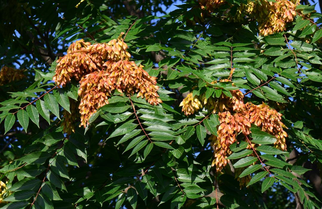 臭椿 ailanthus altissima (mill.) swingle