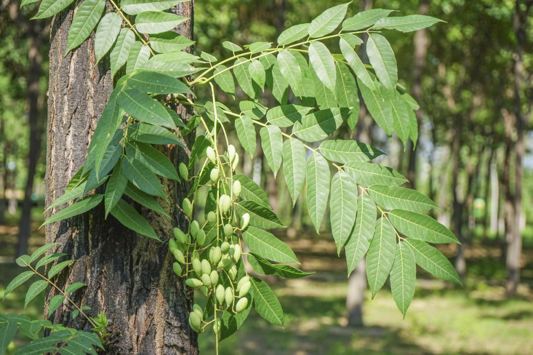 香椿 toona sinensis (a. juss.) roem.