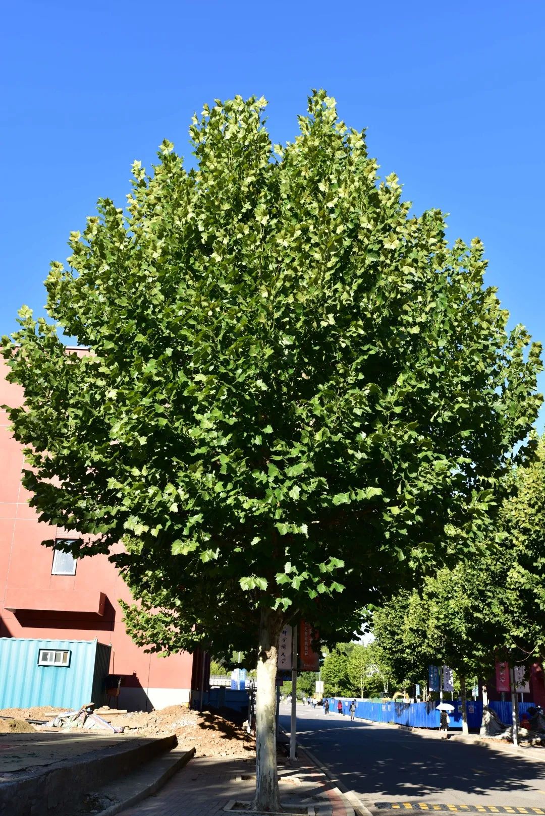 一球懸鈴木 platanus occidentalis linn.