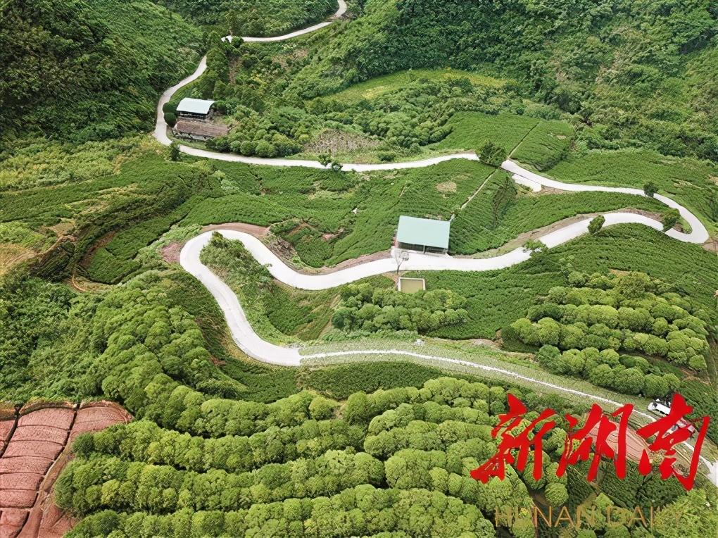 5月16日,泸溪县武溪镇黑塘村的迷迭香基地.姚俊锋 摄