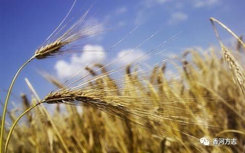 香河人物传 任龙恩