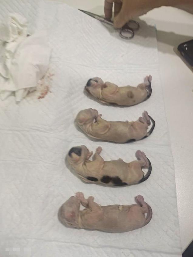 太残忍男子当街用开水烫猫导致4只已成形的小猫胎死腹中