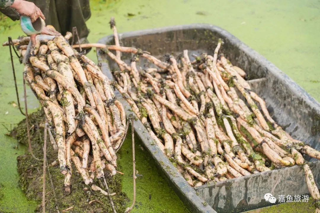 嘉鱼素有"莲藕之乡"的美名,栽培历史悠久,旧时荒年老百姓以藕代粮充饥