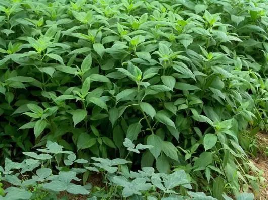 73 春天,一场春雨过后,光秃秃的根杈枝桠间冒出了嫩绿色,枝桠迎风