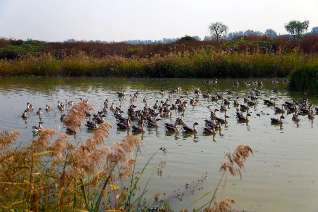 在位于孟津会盟镇的黄河中下游风景线湿地公园内,成群的鸿雁在芦苇