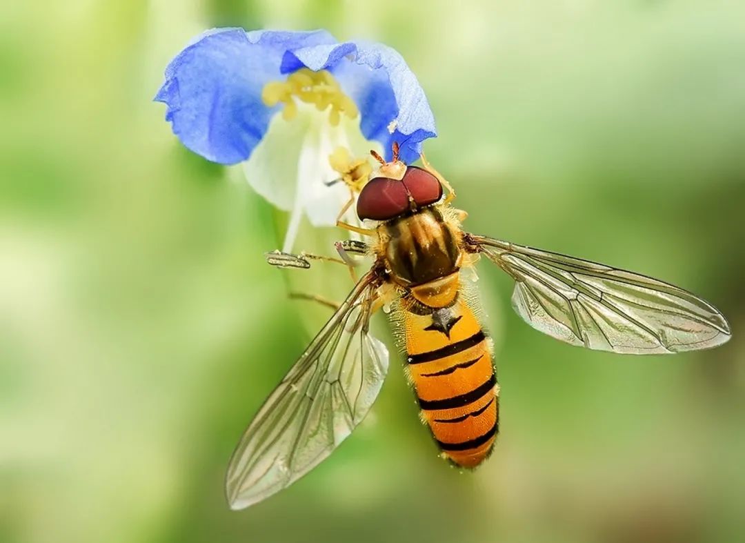 蜜蜂消失以后人类就能活4年