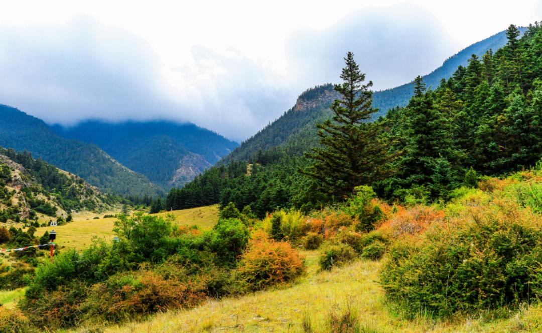 贺兰山植被逐年恢复如今变成了这样