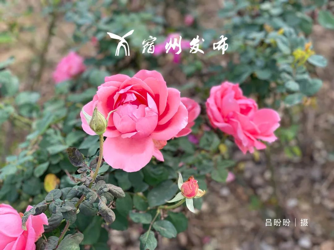 随风摇曳处云蒸霞蔚近观每株粉草远望整片粉海怎么能错过~这样吸睛的