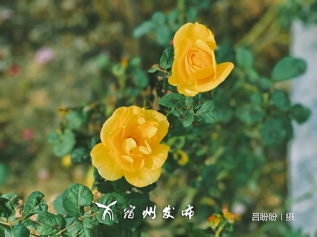 随风摇曳处云蒸霞蔚近观每株粉草远望整片粉海怎么能错过~这样吸睛的