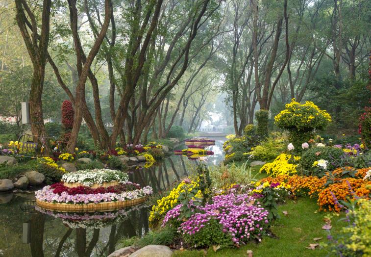 历届上海菊花展水上花境大pk岸边彩带别样美