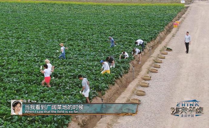 收菜也能比速度？ 老外们上演现实版“开心农场”