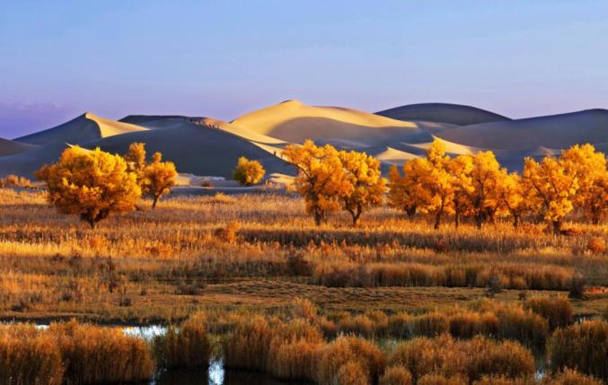 新疆和田丨金秋十月来和田看醉美胡杨