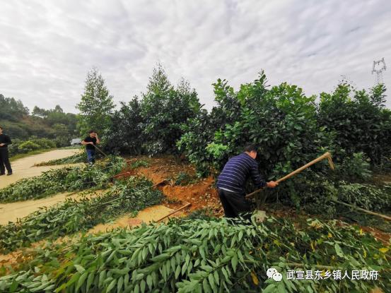 东乡镇开展退桉还果,清除风沿产业基地尾叶桉行动_澎湃号·政务_澎湃新闻-The Paper