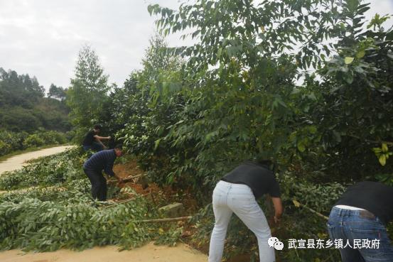 东乡镇开展退桉还果,清除风沿产业基地尾叶桉行动_澎湃号·政务_澎湃新闻-The Paper