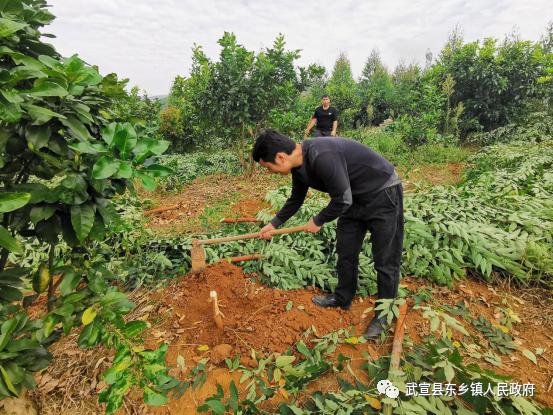东乡镇开展退桉还果,清除风沿产业基地尾叶桉行动_澎湃号·政务_澎湃新闻-The Paper