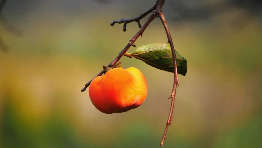 磁县的秋天有一种美叫柿子熟了
