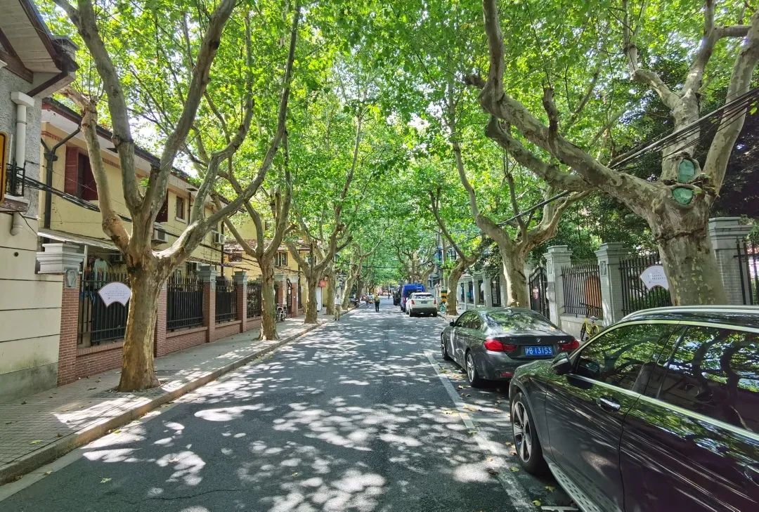 漫步香山路,感受林荫道带来的惬意
