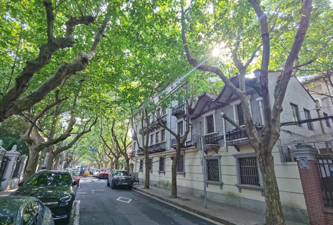 漫步香山路,感受林荫道带来的惬意