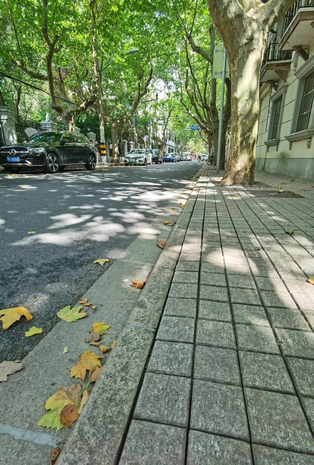 漫步香山路,感受林荫道带来的惬意