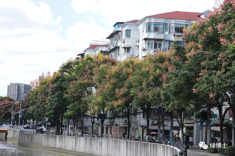 (同心路)(水電路)(科苑路)(邯鄲路)綠容君碎碎念:每天參與活動,不僅有